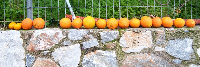 100_2058 small ORANGES BY GATE.jpg - 191519 Bytes
